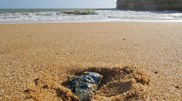 <![CDATA[ IPMA alerta para dezenas de Caravelas Portuguesas em praias nacionais ]]>