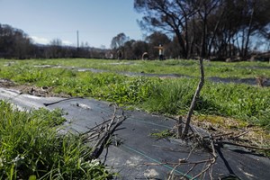 Plataforma apela ao Governo para que proíba venda de herbicidas com glifosato