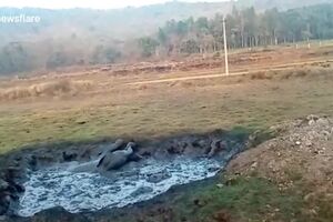 Dramatic moment excavator rescues exhausted baby elephant from swamp.mp4