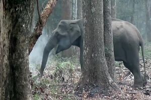 The Smoking Elephant!.mp4