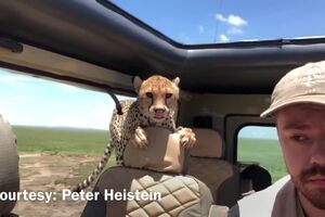 Cheetah hop in car during Safari in Tanzania.mp4