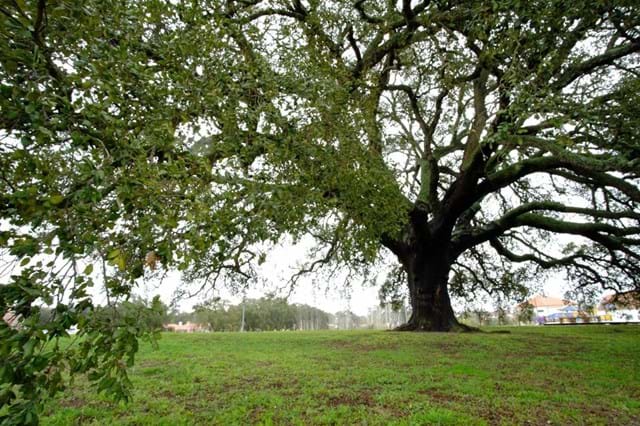 Sobreiro De Águas De Moura Premiado Como Árvore Europeia Do Ano Portugal SÁbado 3906