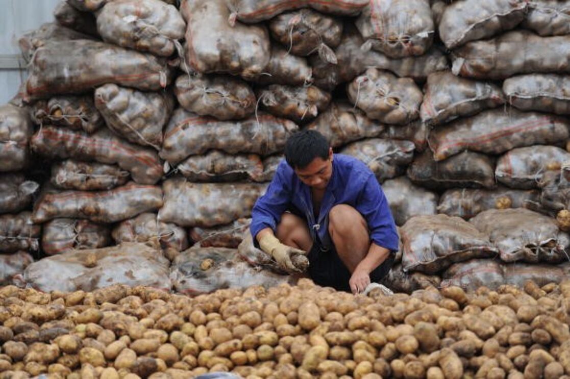 china batatas