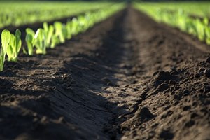 Horticultores da região Oeste ponderam reduzir ou abandonar áreas de cultivo
