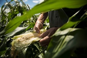 Governo isenta de IRS estudantes que queiram trabalhar na agricultura