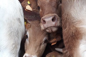 Vacas nadam mais de seis quilómetros depois de terem sido levadas por furacão