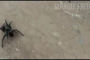 ARANHA VENENOSA ATACA Ciclista - Jaraqui Frito.mp4