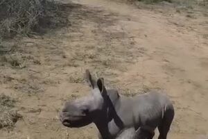Protective Baby Rhino Guards Mother During Toe Treatment - 986059.mp4