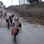 Cabras sapadoras portuguesas chegaram ao New York Times