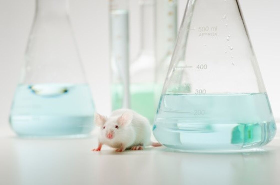 ratos laboratório 