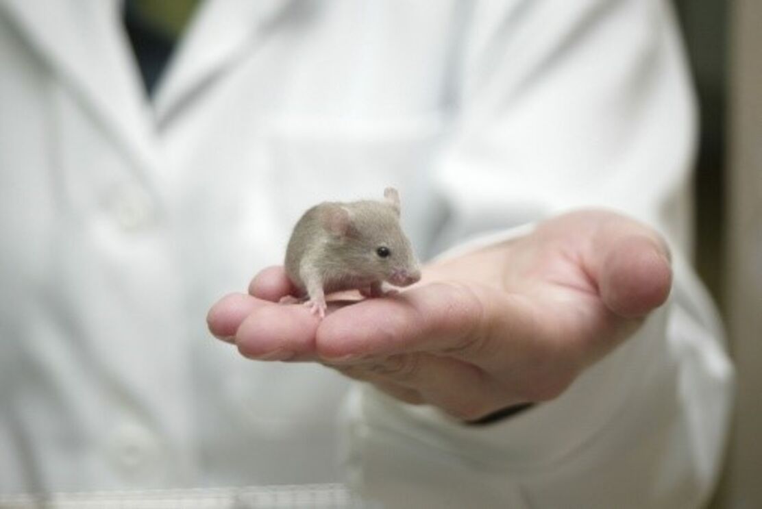 ratos laboratório 