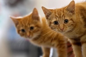 'Patrulha Gato' entra em ação este mês em Lisboa