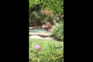 Watch Margarita loving bear takes a dip in a California hot tub.mp4