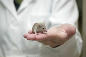 ratos laboratório 
