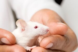 ratos laboratório 