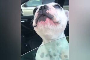 Hilarious Dog Sounds Exactly Like An Opera Singer.mp4