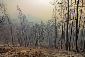 Incêndios: Ação popular contra o Estado exige apoio para 'milhares de pessoas'