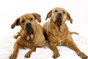 Qual é o cão ideal para si? A ciência ajuda a descobrir