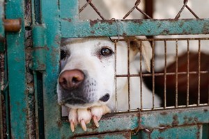 Portugal não recolhe material genético de raças portuguesas de cães