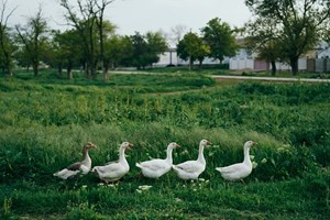 Associação contra 'Corrida aos Patos' em Porto Covo. Organização nega violência