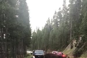 Don't Approach the Bison in Yellowstone National Park __ ViralHog.mp4