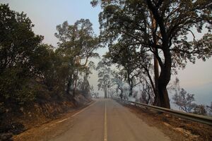 Monchique incêndios 