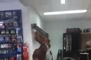 cão.mp4