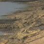 Crocodilos na fronteira israelita ameaçam 'incidente internacional'