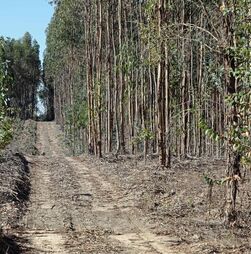 Dois terços dos eucaliptos ardidos ausentes das estatísticas dos fogos