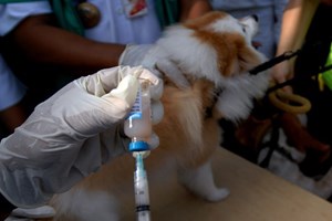 Veterinários temem regresso da raiva