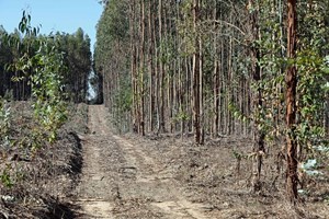 Quercus preocupada com portaria que aumenta plantação de eucaliptos