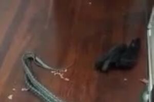 Fighting Snakes Fall Through Womans Bedroom Ceiling.mp4