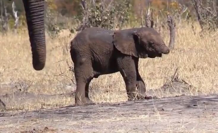 Elefante Bebe Sem Tromba Corre Risco De Vida Vida Sabado
