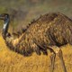 Homem atropela dezenas de emus de forma intencional