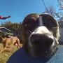 Cão rouba GoPro e capta imagens incríveis
