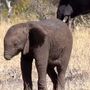 Elefante bebé sem tromba corre risco de vida