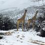 Neve na África do Sul cobriu girafas e elefantes de branco