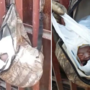 Bebé encontrado em saco de plástico pendurado numa sebe