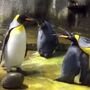 Casal de pinguins rapta cria em jardim zoológico na Dinamarca