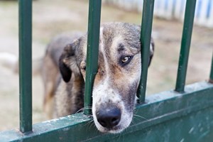 Há pessoas a alugar animais para sair à rua, diz autarca de Barcelos