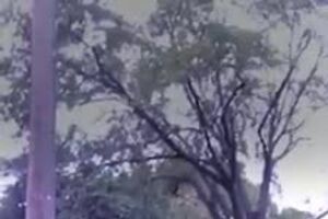 esquilo.mp4