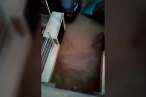 videoplayback (1).mp4