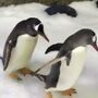 Casal gay de pinguins cuidou de ovo rejeitado pela mãe 