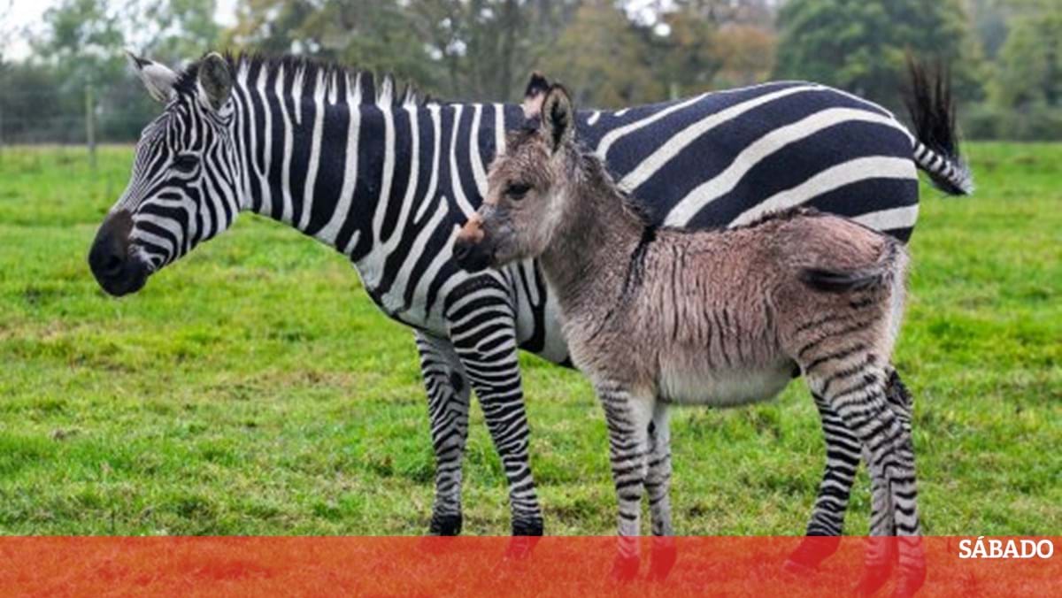 Zebra foge de parque, acasala com burro e dá à luz híbrido raro - Fotos -  R7 Hora 7