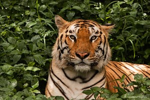 O tigre de Bengala é um dos animais mais ameaçados do mundo
