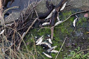 Quercus denuncia 'quantidade massiva' de plantas aquáticas no Tejo Internacional