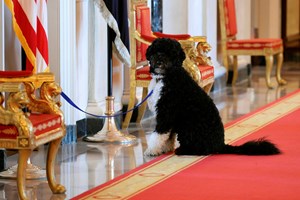 De Bo a Momo, conheça os cães mais famosos do mundo