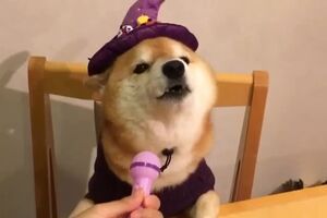 44165229_1875986845820363_5856436414903746560_n.mp4