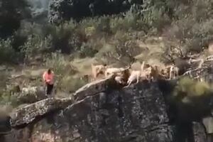 TERRIBLES IMÁGENES! 12 perros y un ciervo perseguidos por los cazadores caen al vacío por.mp4