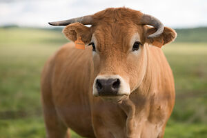 Vaca
